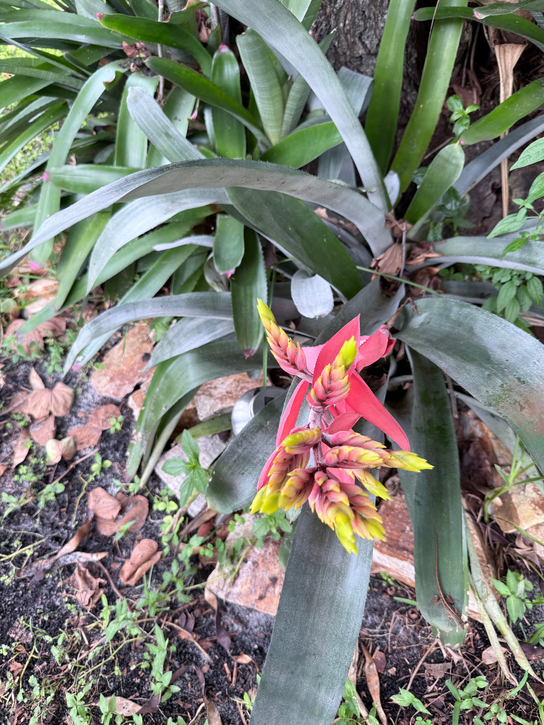 Thankful Thursday 🍂